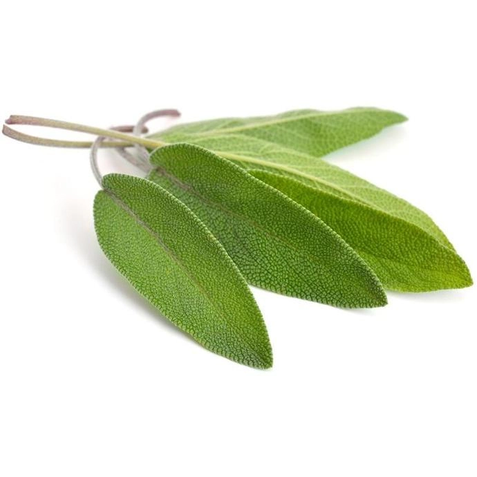 Salvia Agnus Unidade