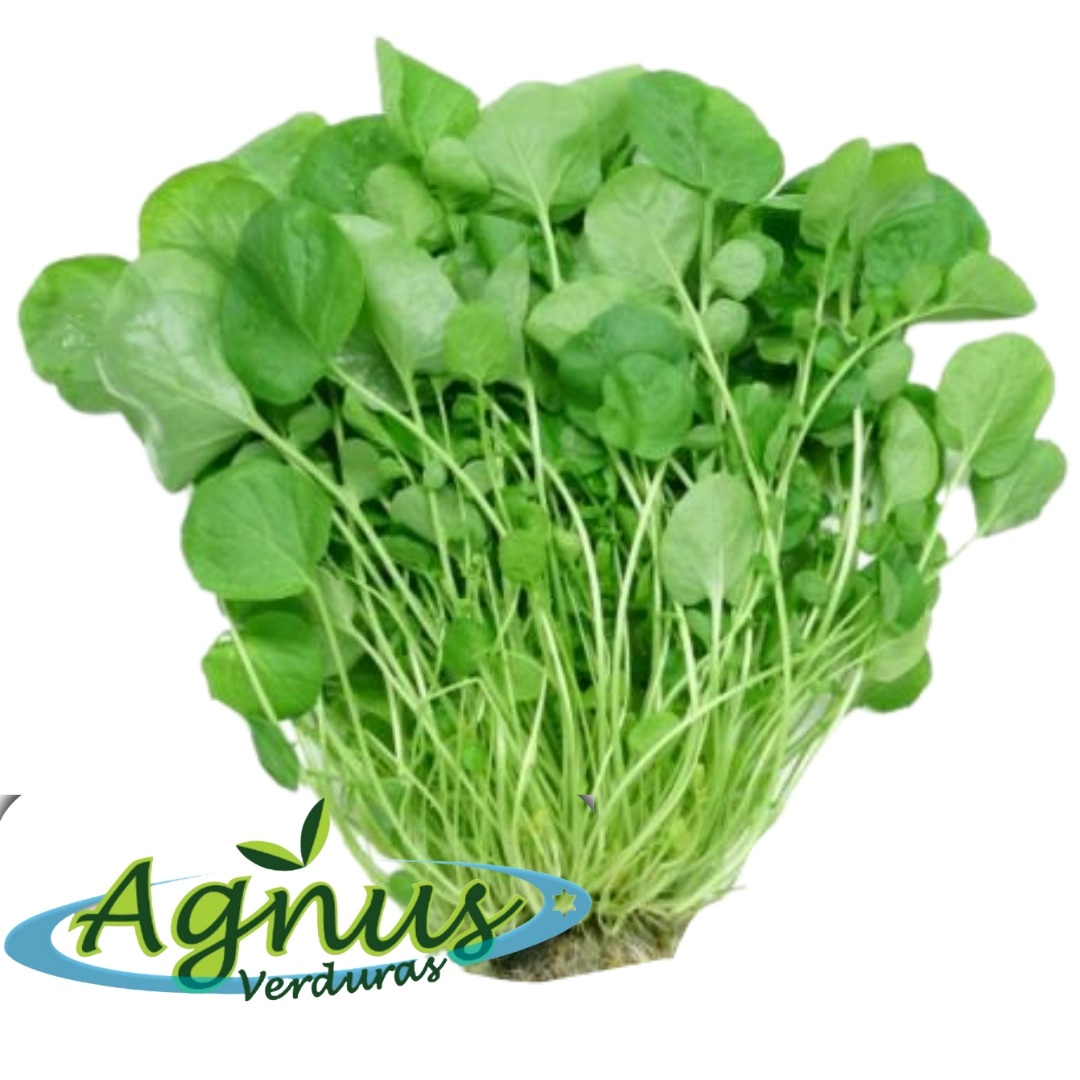 Agriao Hidroponico