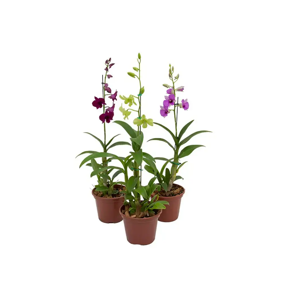 Flor Orquidea P15
