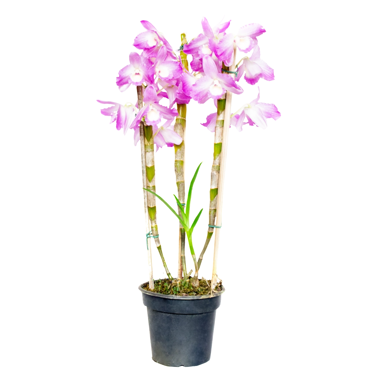 Orquídea PT15 Dendrobium M. Araki Flores