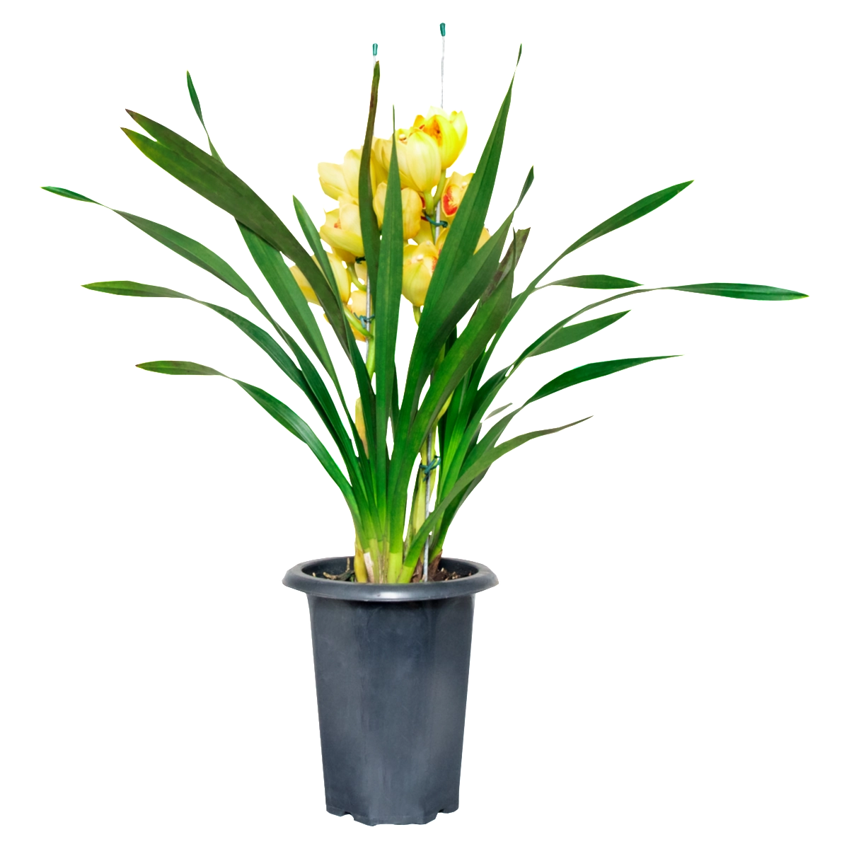Orquídea PT17 Cymbidium M. Araki Flores