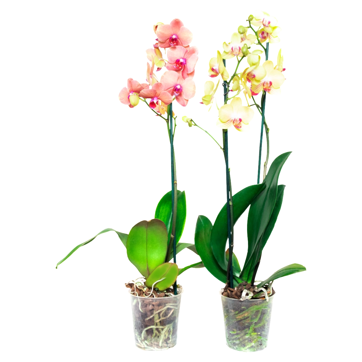 Orquídea Pt12 Phalaenopsis M. Araki Flores