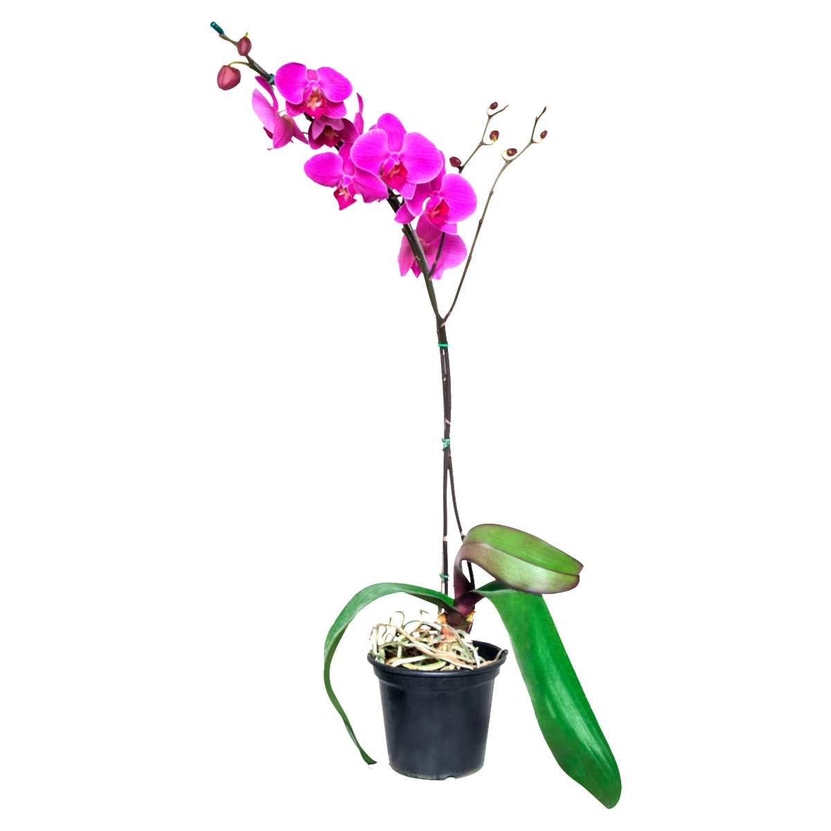 Orquídea PT15 Phalaenopsis M. Araki Flores