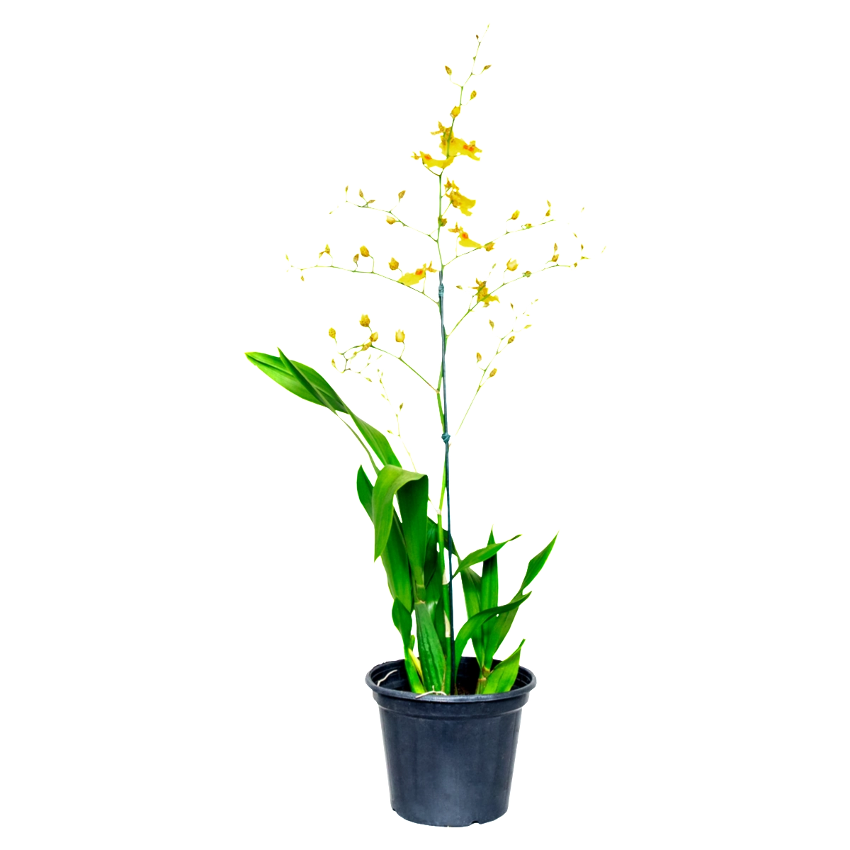 Orquídea PT15 Oncidium M. ARAKI FLORES