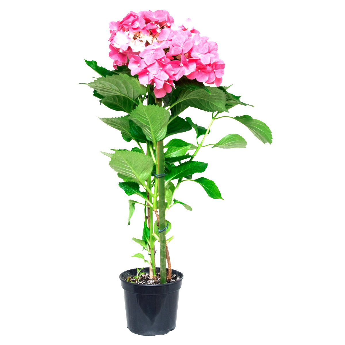 Hortênsia PT15 M. ARAKI FLORES