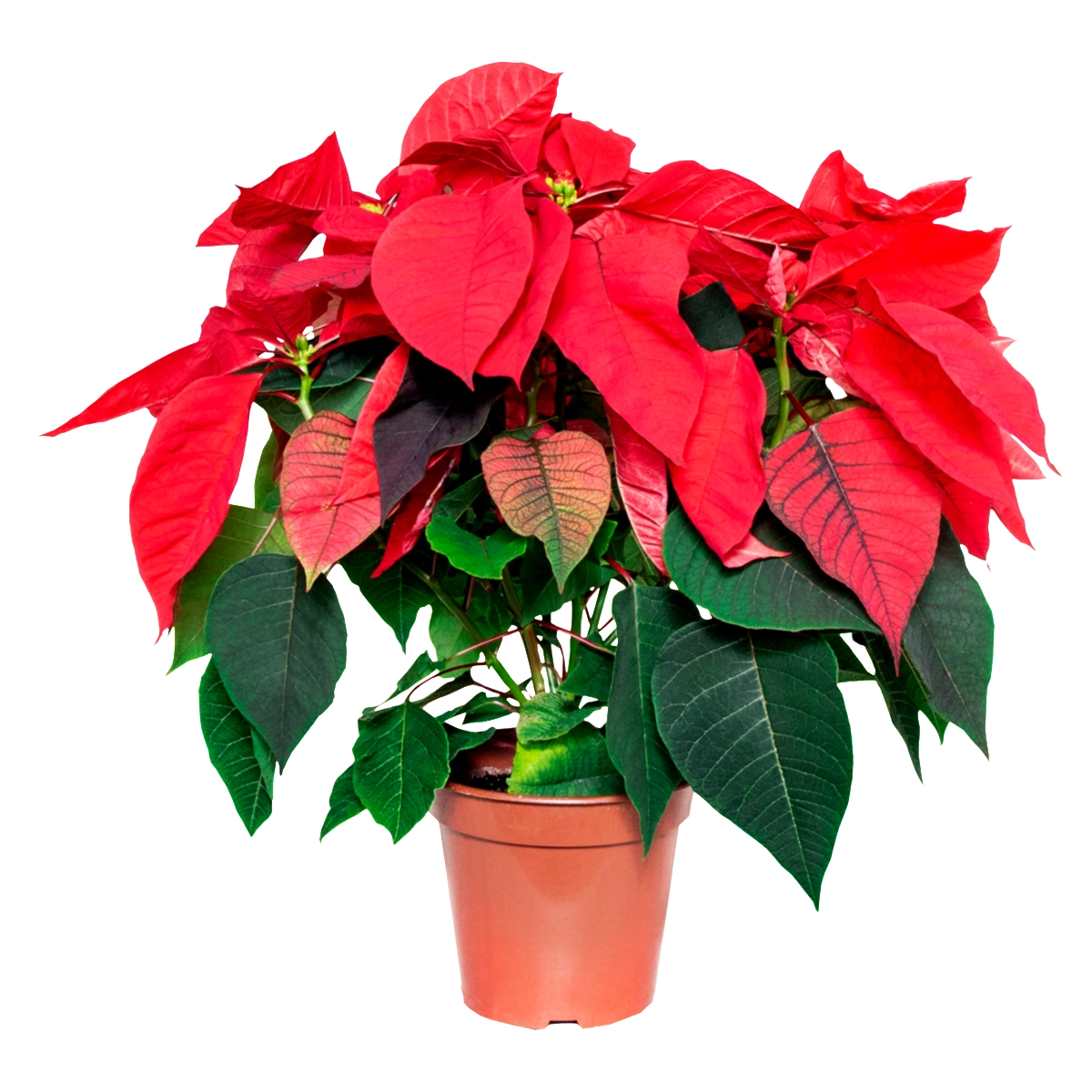 Orquídea PT15 Poinsettia M. Araki Flores