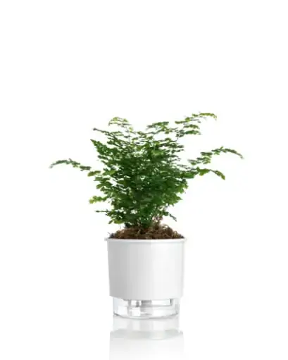 Vaso Raiz Autoirrigavel 03 Branco