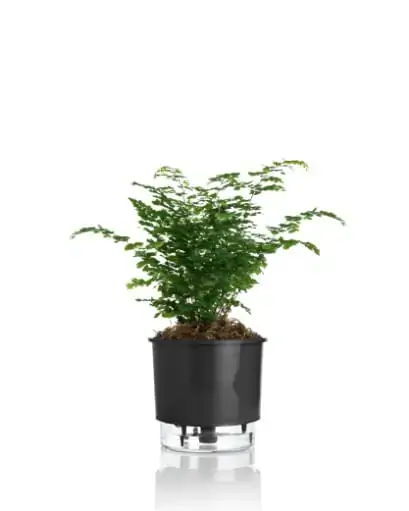 Vaso Raiz Autoirrigavel 03 Preto