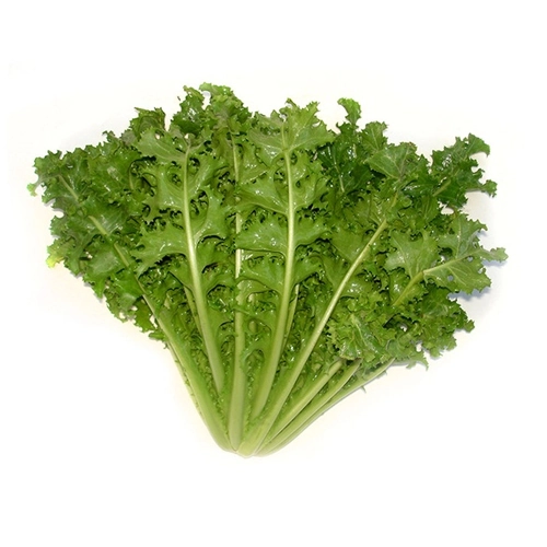 Escarola