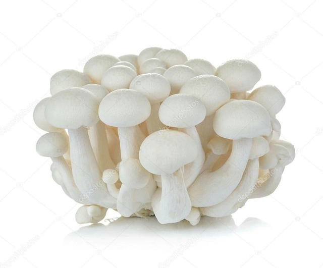 Cogumelo Shimeji 200g Branco Nakashima