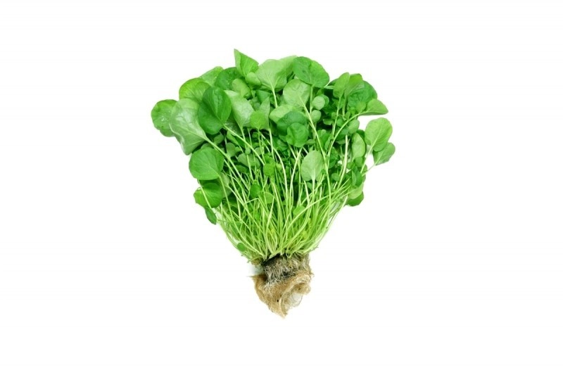 Agriao Hidrop. Un