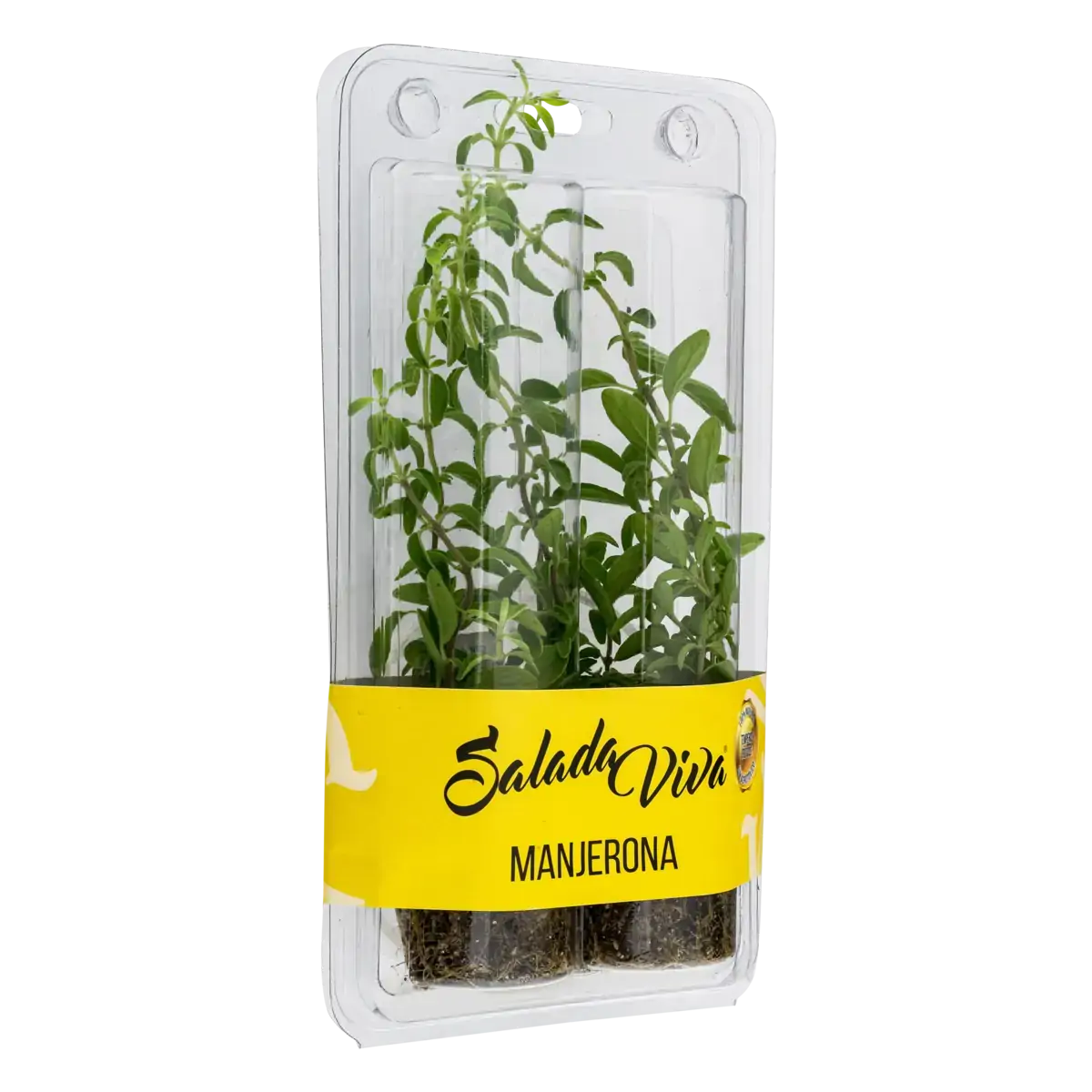 Manjerona Salada Viva Kit 2 Unidades
