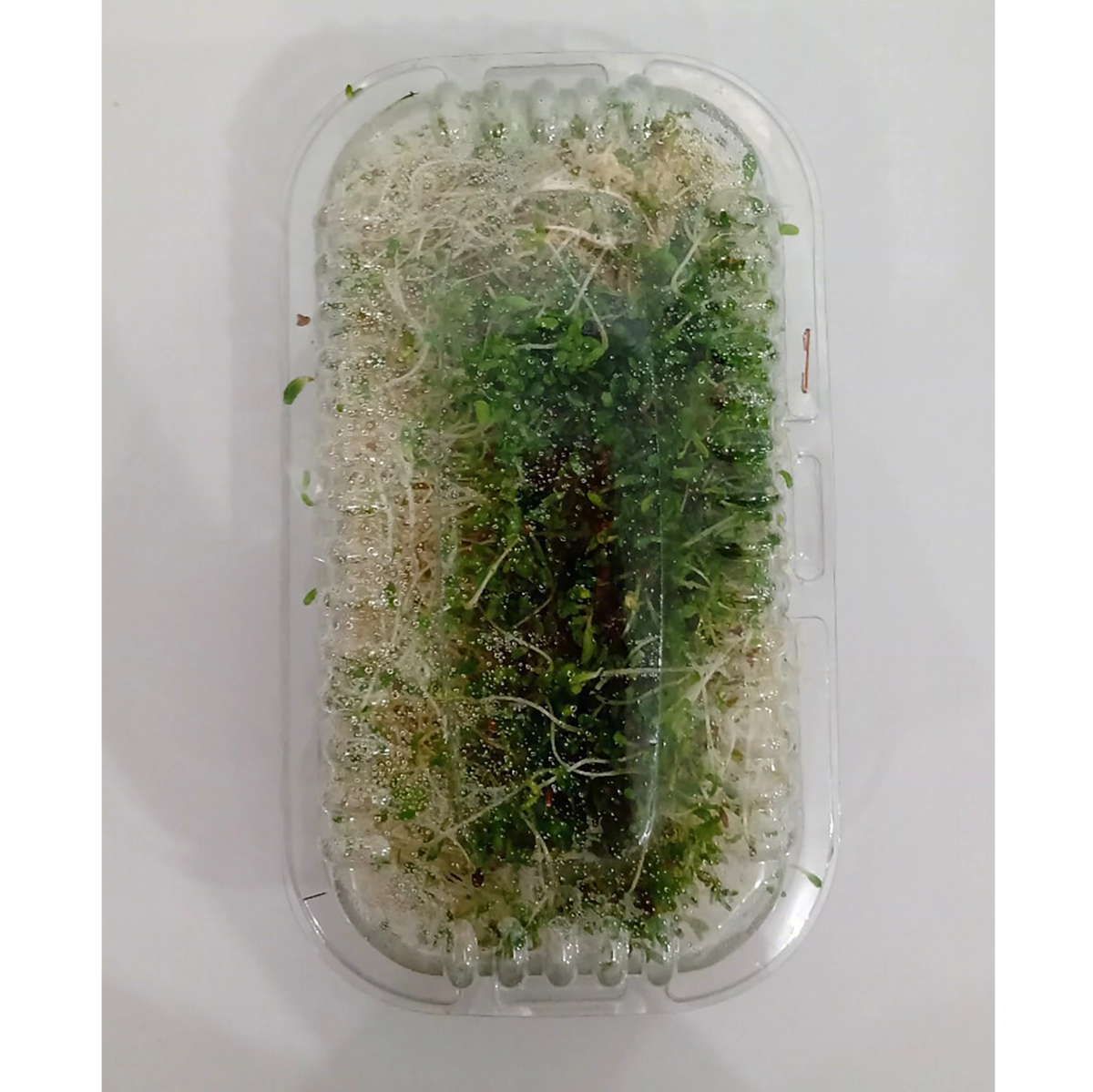Broto De Alfafa Green Life 100g