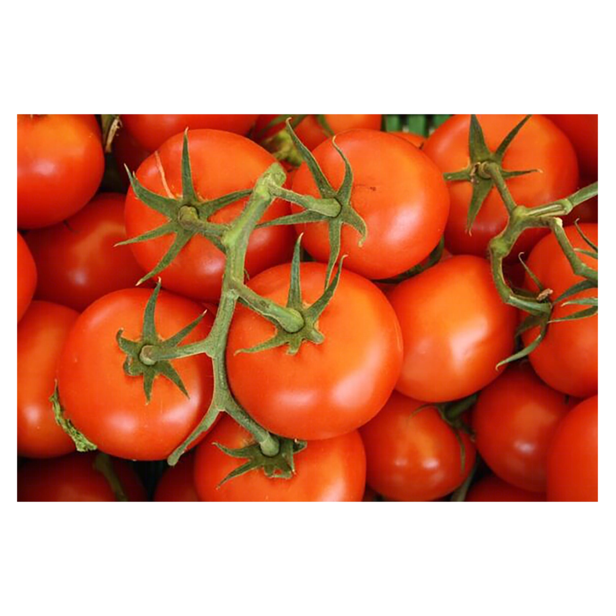 Tomate Holandês Green Life 200g