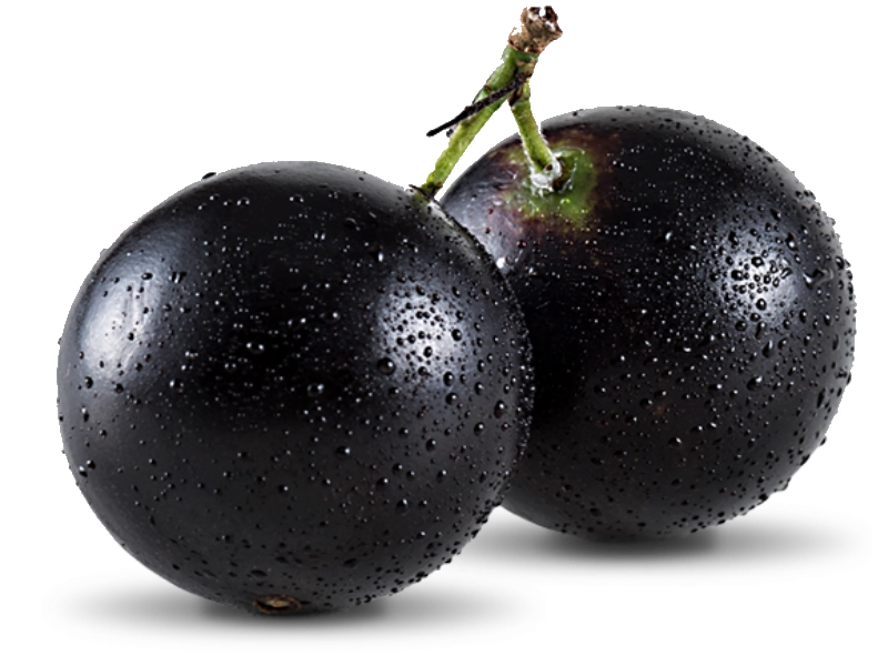 Jaboticaba Bdj 500g