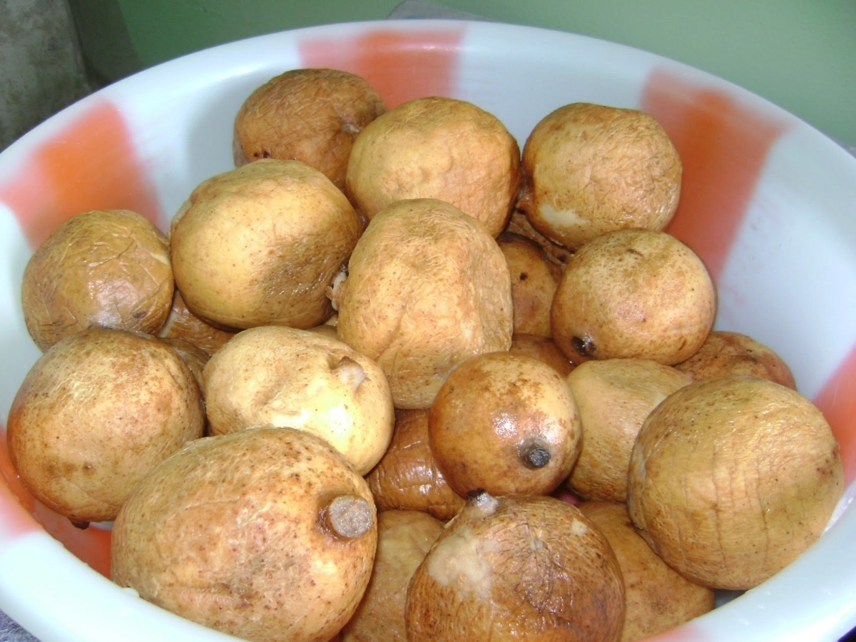 Jenipapo Bdj