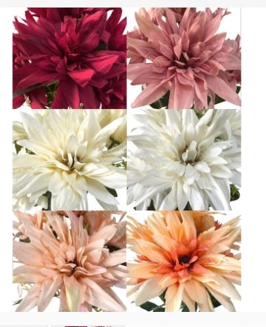 Buque De Dalia X 7 24pcs/box 144pcs/cx M 37cm Padrao 1