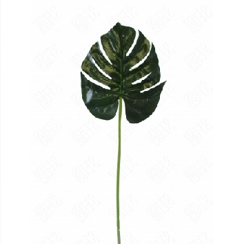 Folha Costela Adao X1 80cm E 0661 H8