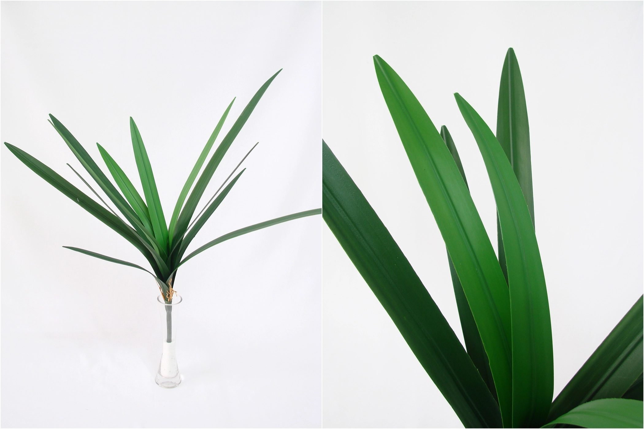 Folha De Cymbidum Com Raiz X12 64cm E 0698 H8