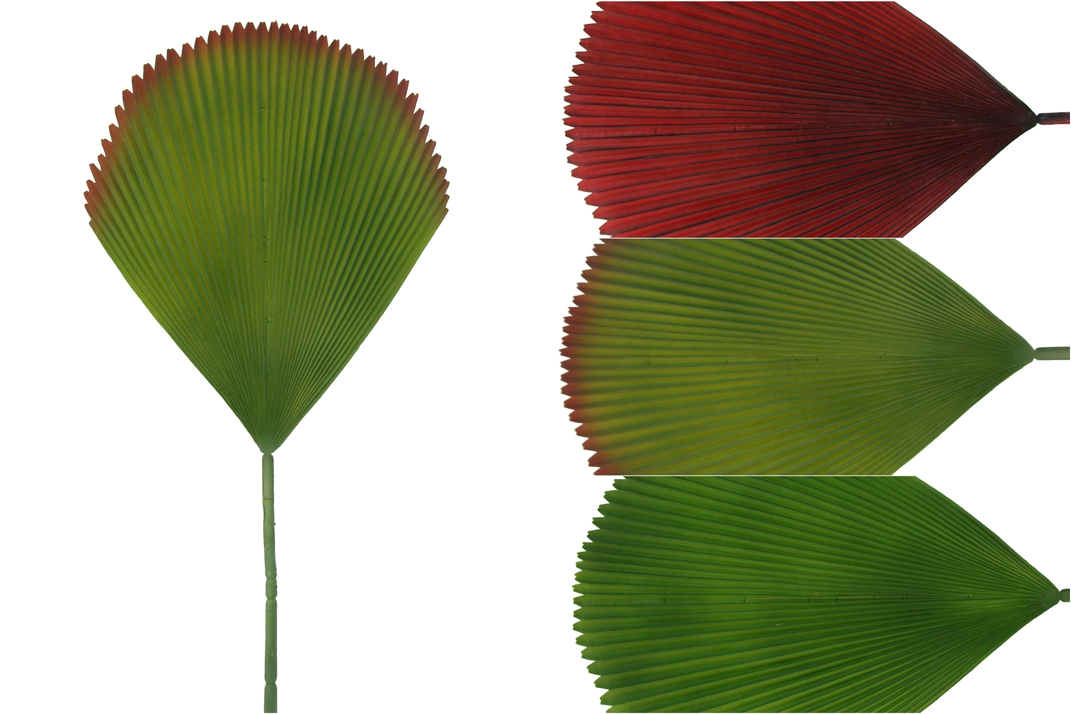 Folha Palmeira Leque 95cm E 0778 H8