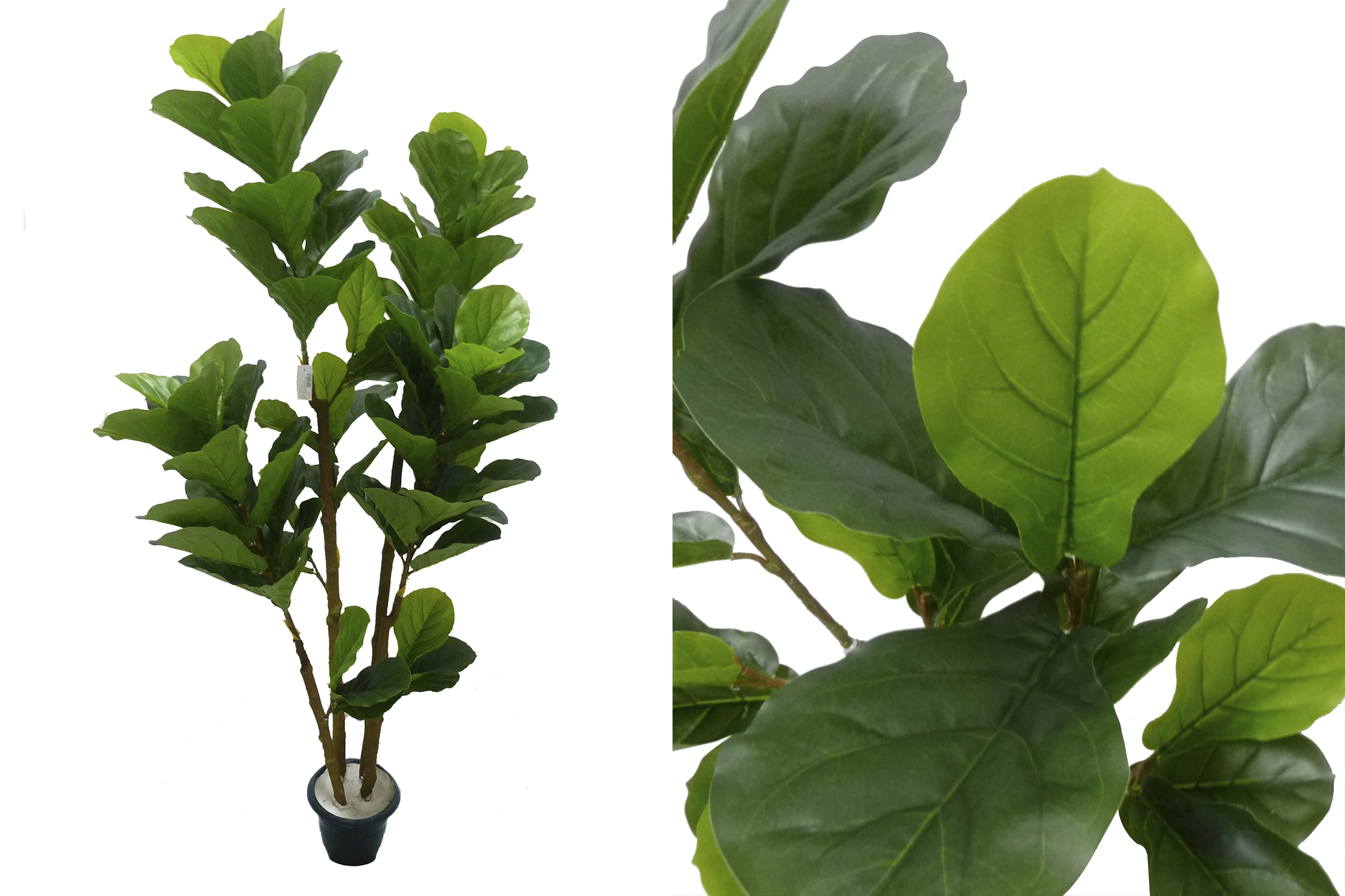 Arvore Ficus Lyrata Grande X4 1.90m E 1076 H8