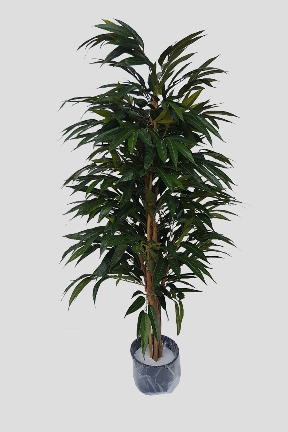 Arvore Acacia Tronco Natural Verde X756 170cm Fs0436 31 Flor De Seda