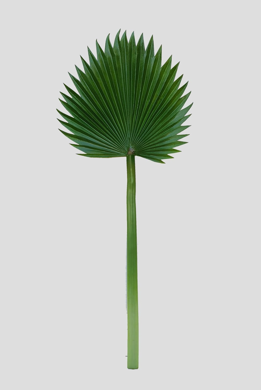 Haste Latania Verde 2 Tons 83x33x37cm Fs0966 31 Flor De Seda
