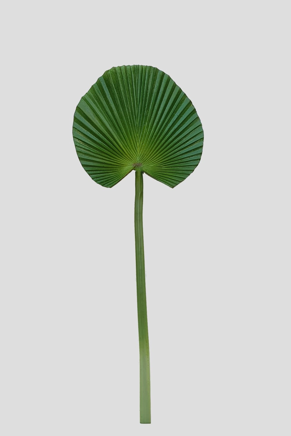 Haste Latania Verde 86x33x31cm Fs0970 31 Flor De Seda