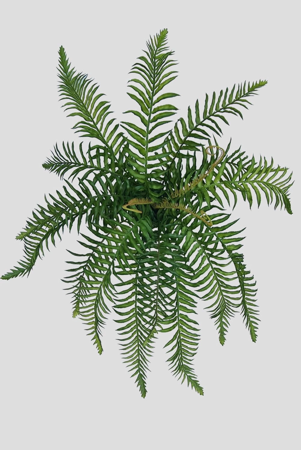 F Samanbaia Silicone 50cm Verde Fs0998 31 Flor De Seda