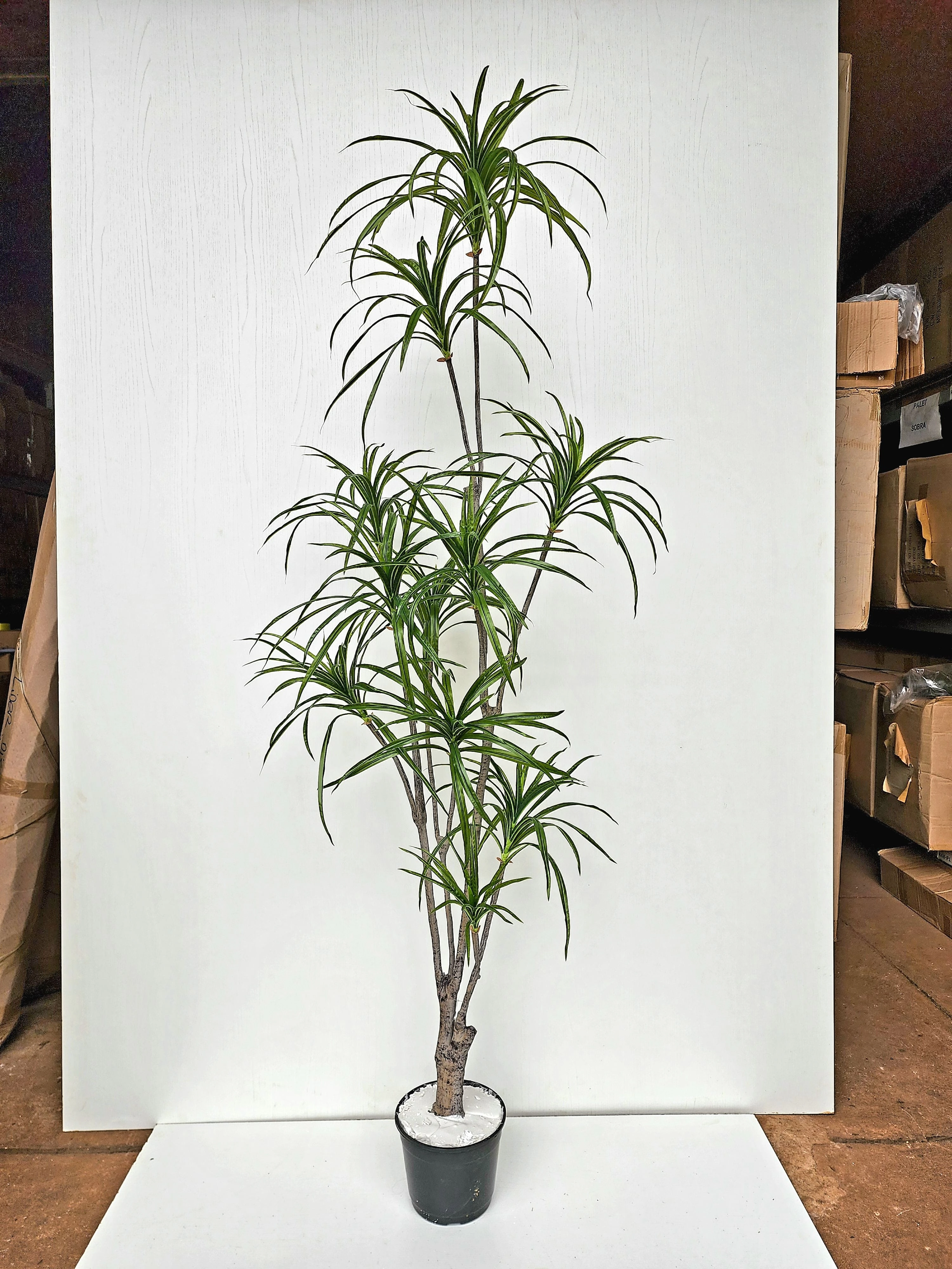 Arvore Dracena Flexivel Verde 220cm Fs1139 31 Flor De Seda