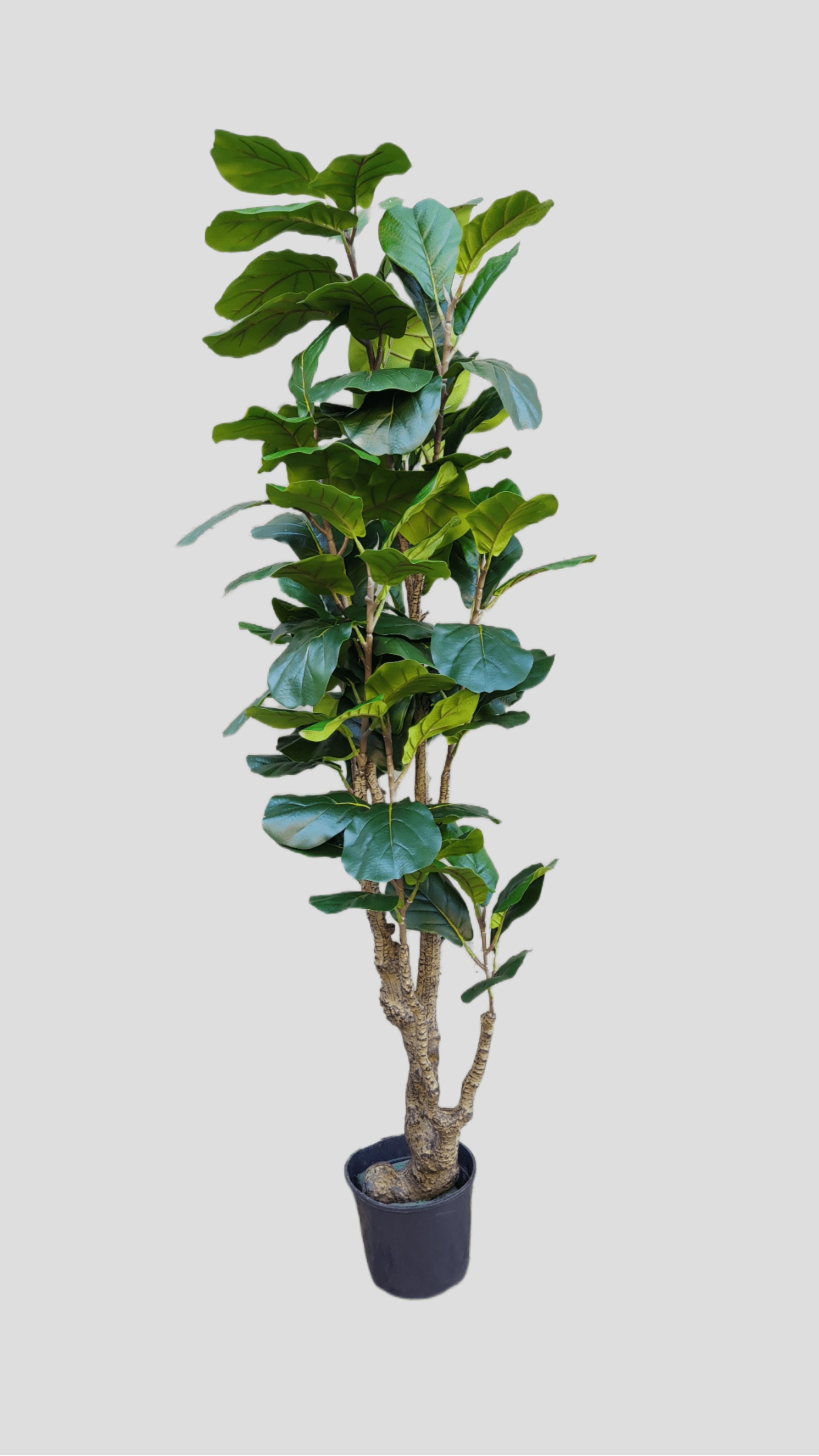 Arvore Ficus Lyrata Verde X96 180cm Fs1141 31 Flor De Seda