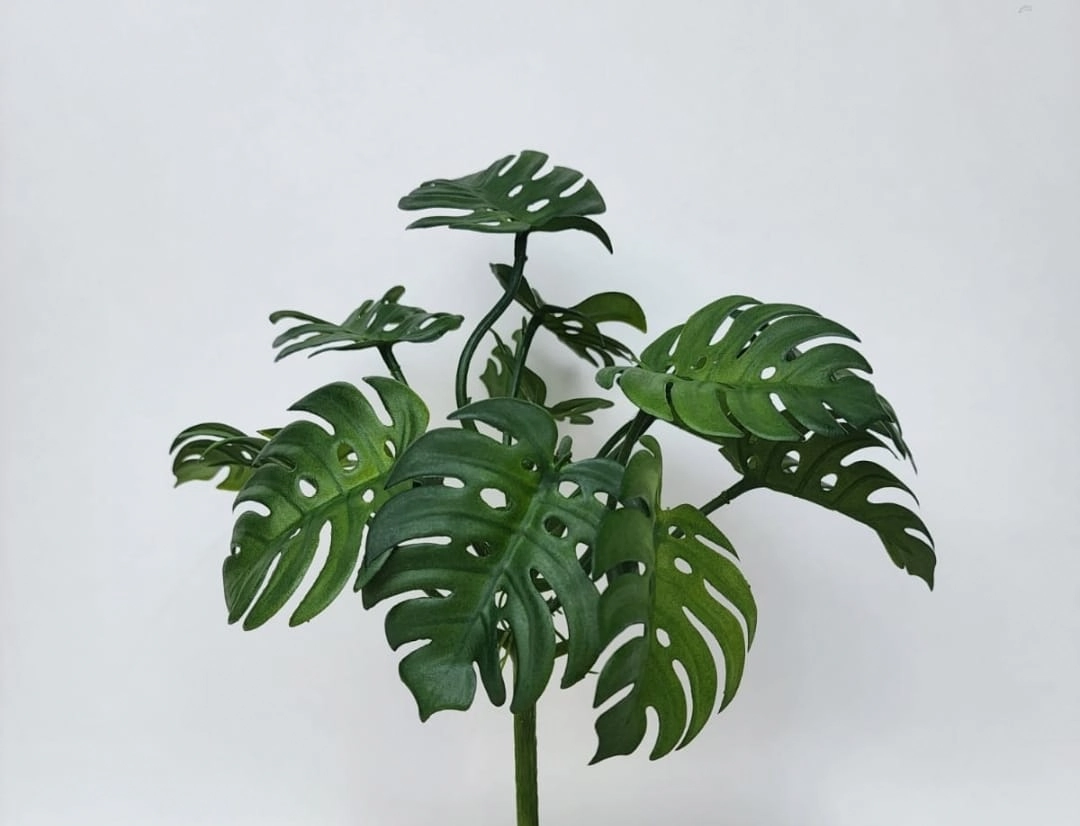 Folhagem Buque Costela Adao Verde X12 24cm Fs1169 30 Flor De Seda