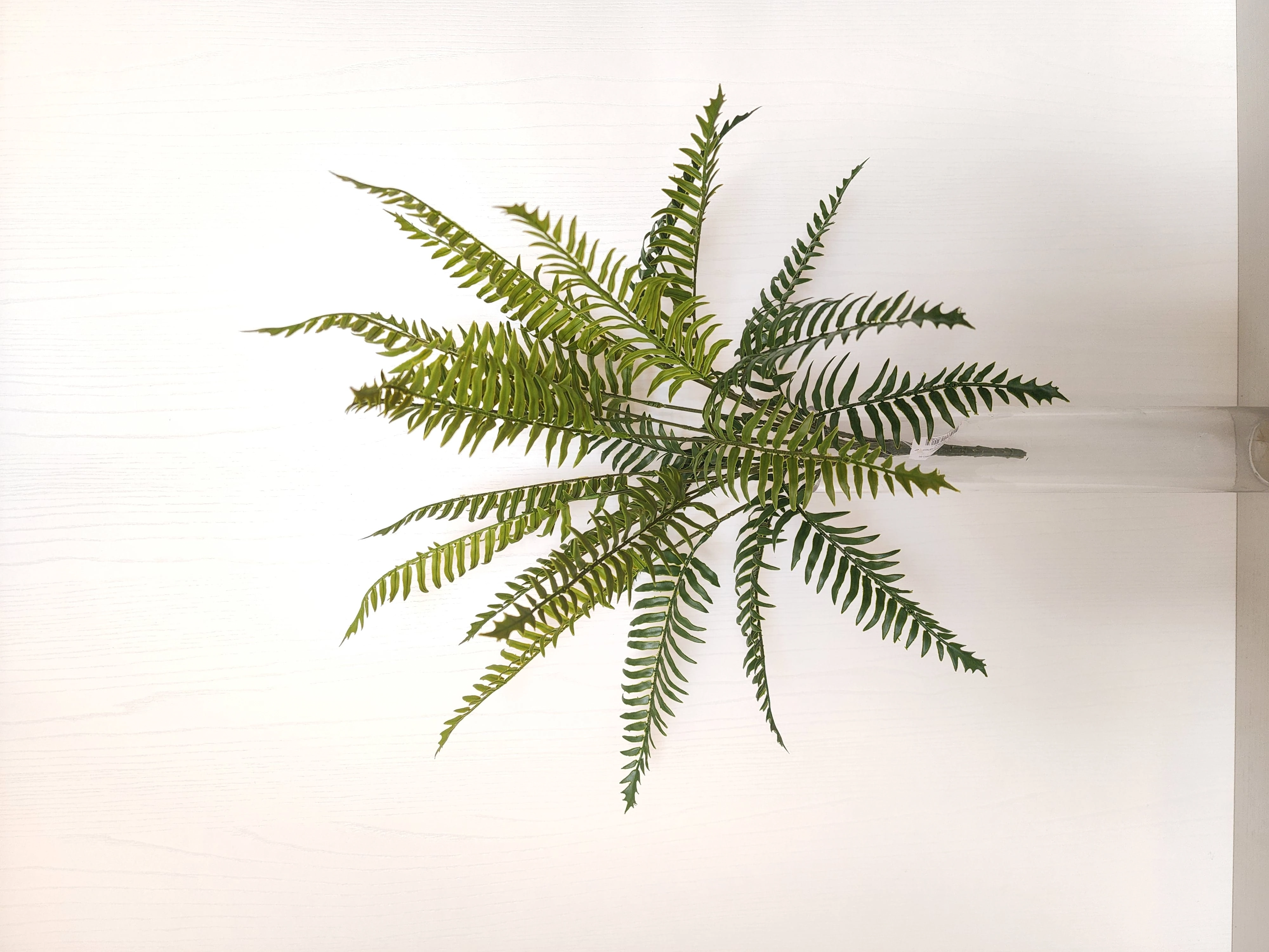 Folha Samambaia Silicone Verde 36fls 60cm Fs1176 31 Flor De Seda