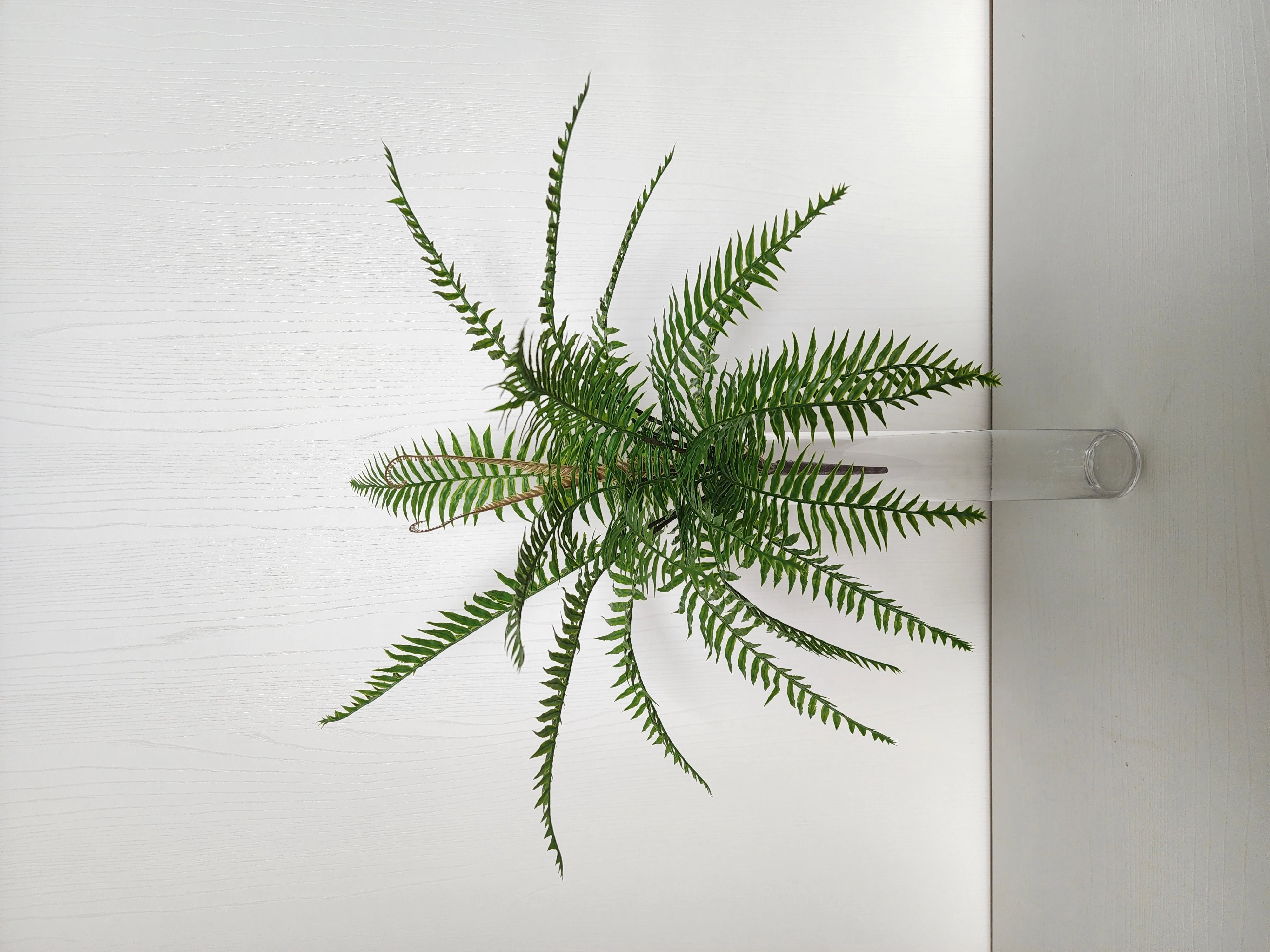 Arvore Samambaia Silicone Verde Outono 21fls 58cm Fs1177 41 Flor De Se