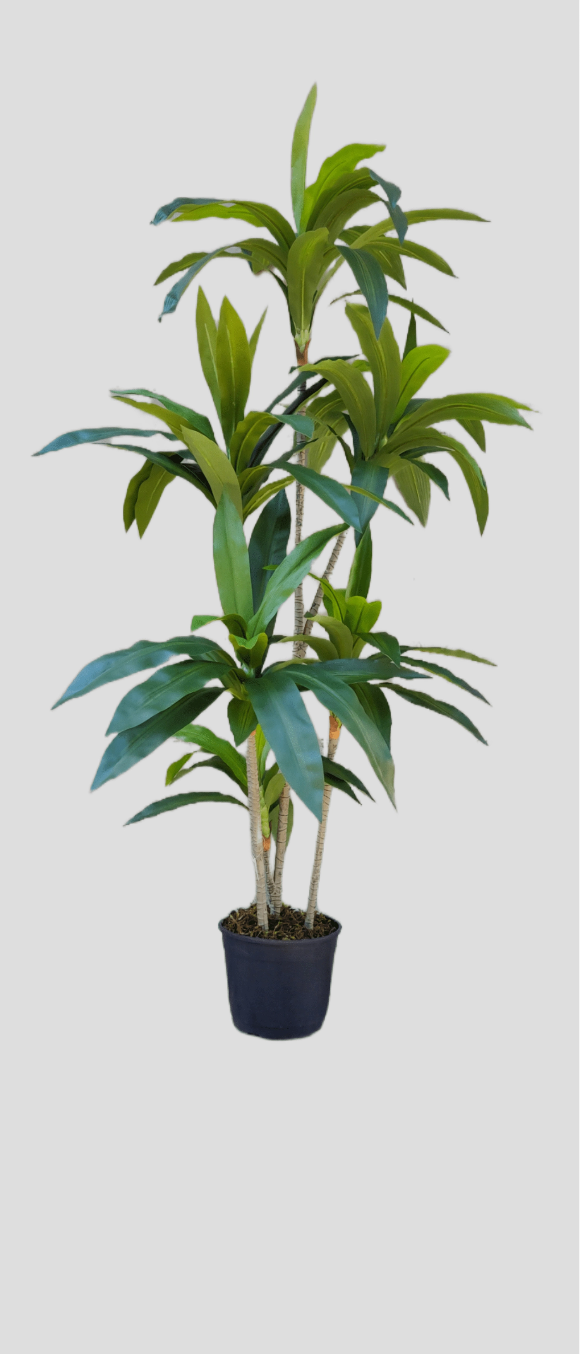 Arvore Dracena Verde 160cm Fs1195 31 Flor De Seda