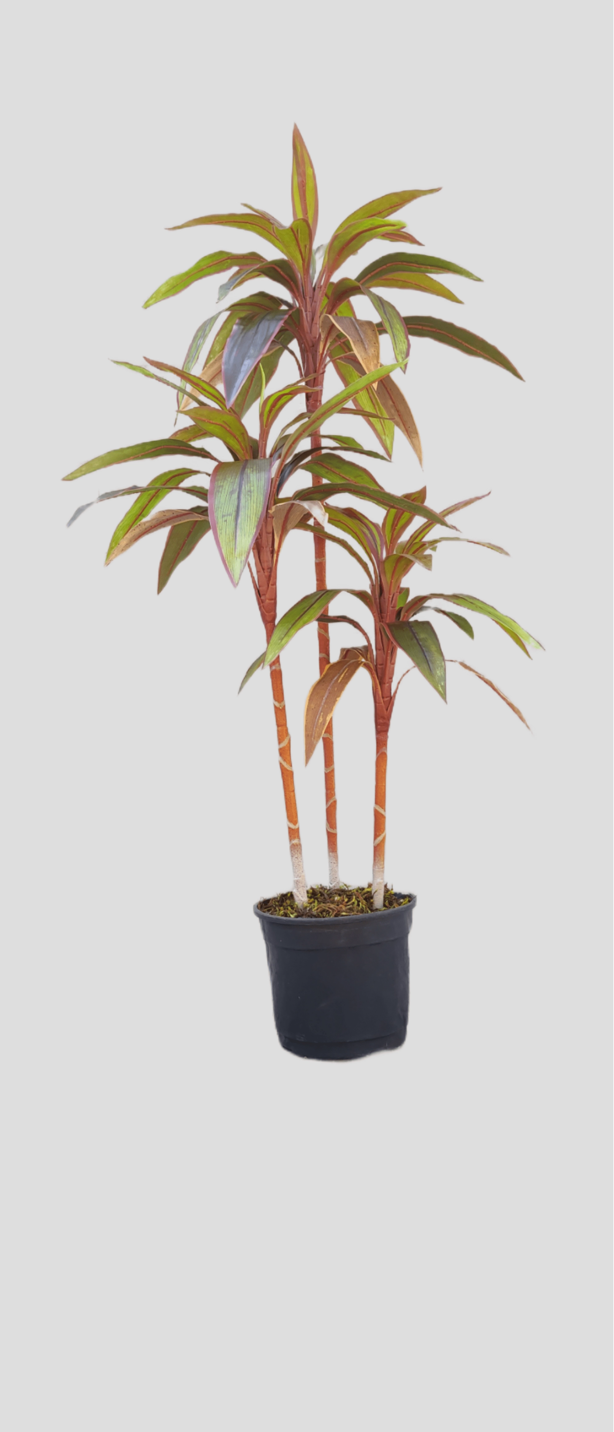 Arvore Dracena Cordyline Vinho 120cm Fs1198 31 Flor De Seda