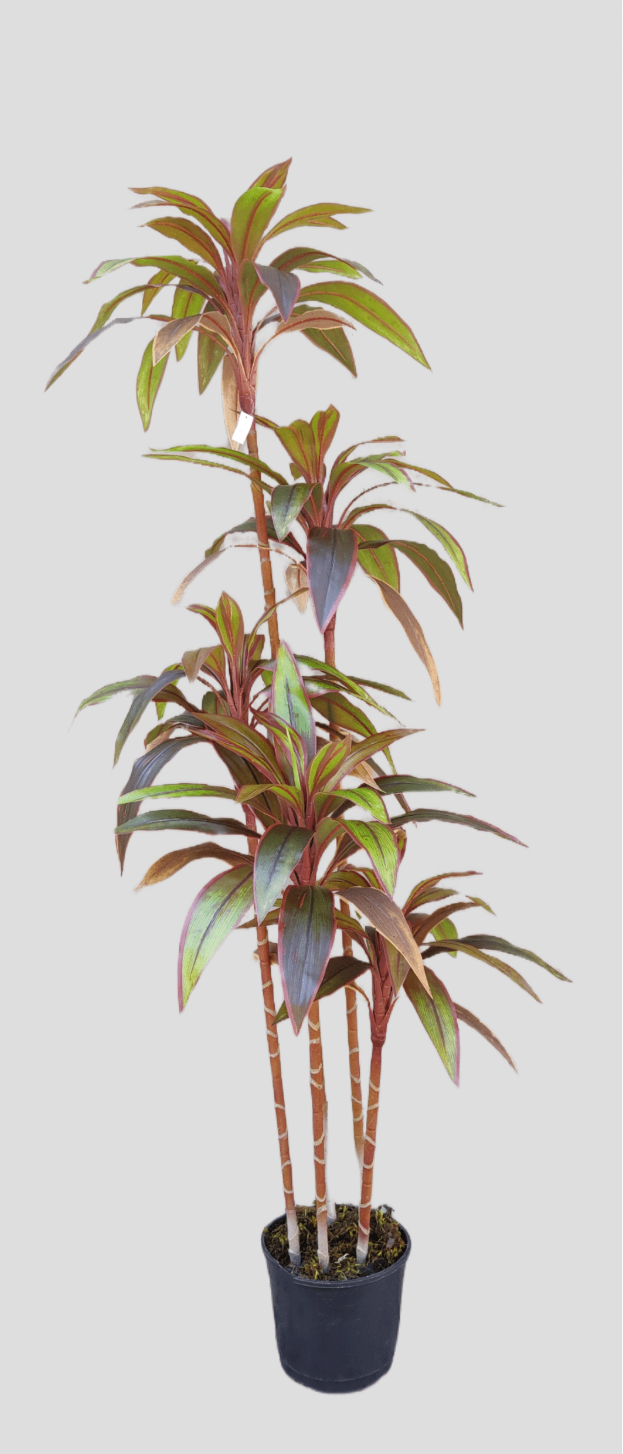 Arvore Dracena Cordyline Vinho 170cm Fs1199 31 Flor De Seda