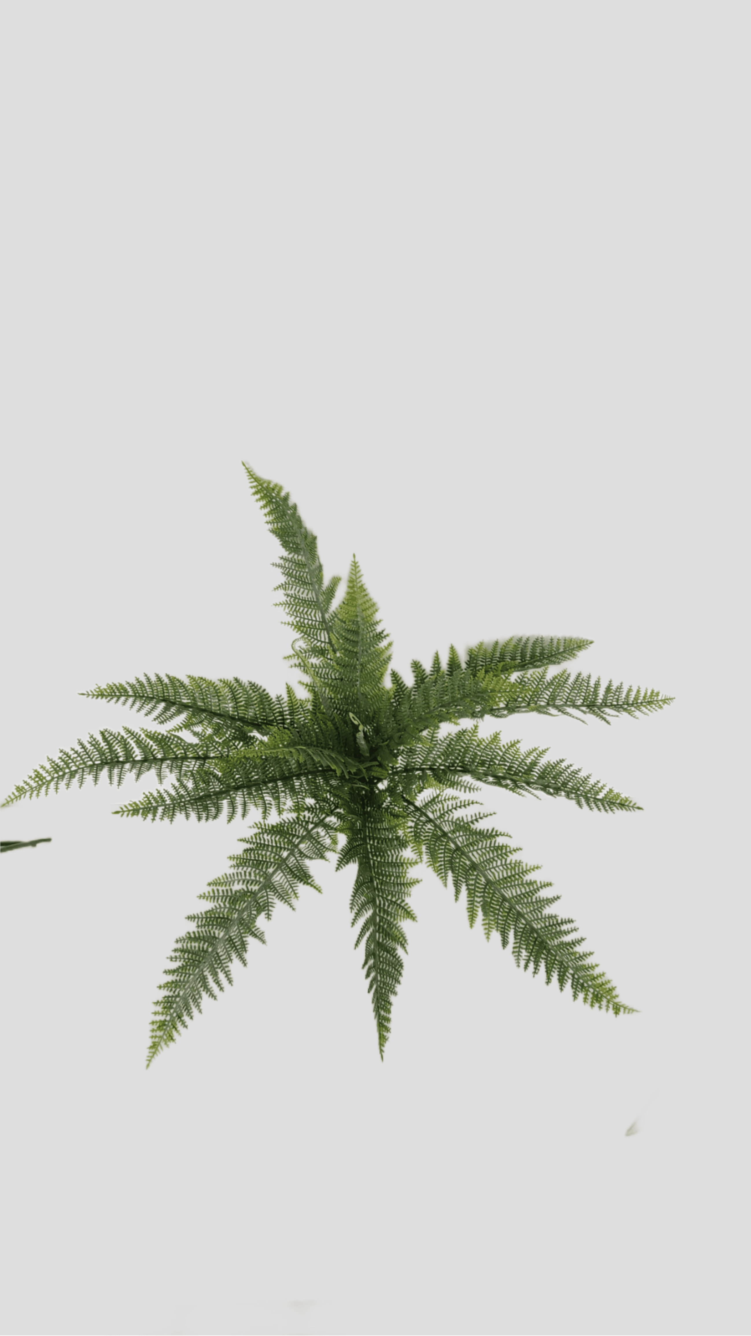 Folha Samambaia Renda Portuguesa 13fls Fs1278 31 Flor De Seda
