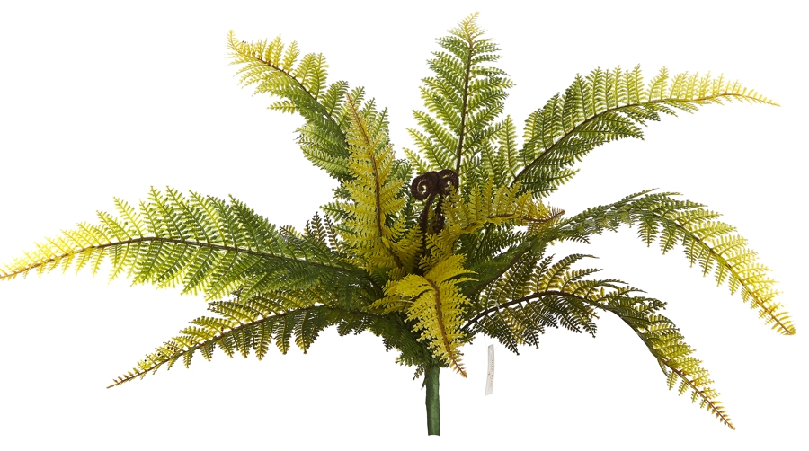 Samambaia Premium Bf757 Bela Flor