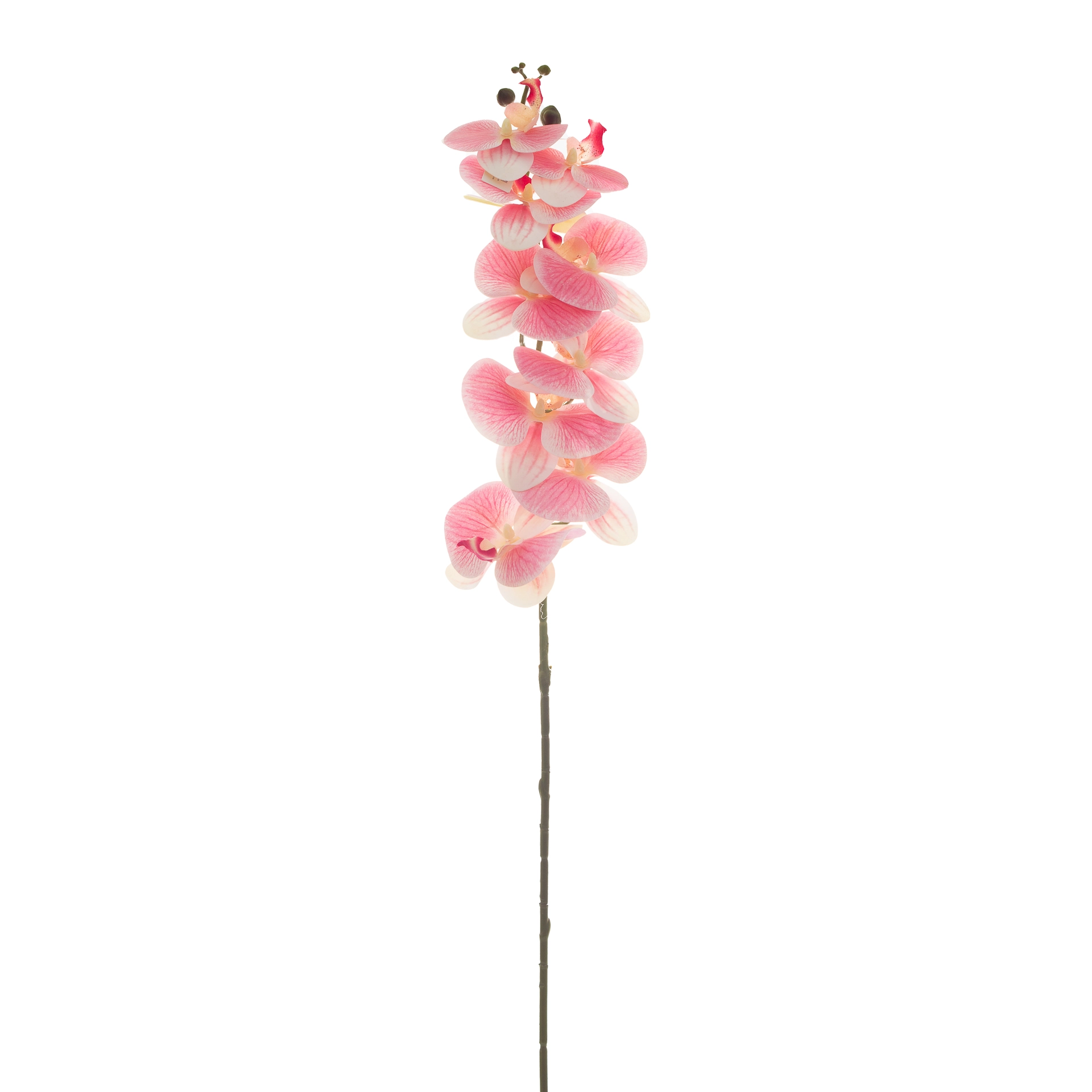 Haste Horquidea X9 90cm 642pk Bela Flor