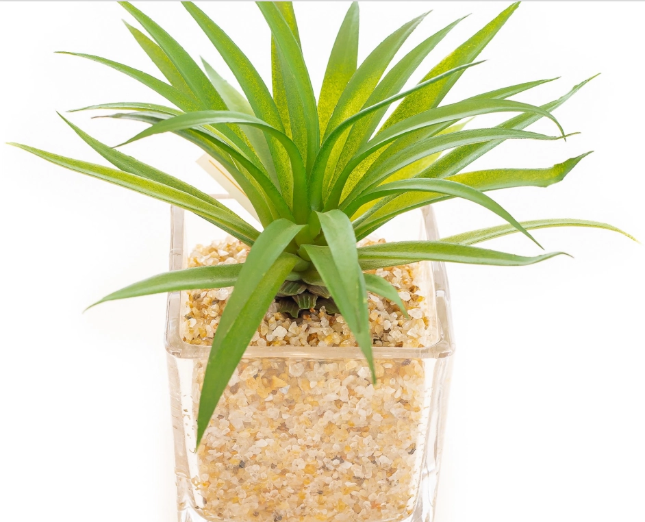 Cacto Vaso Vidro 15cm Vde Bf5398