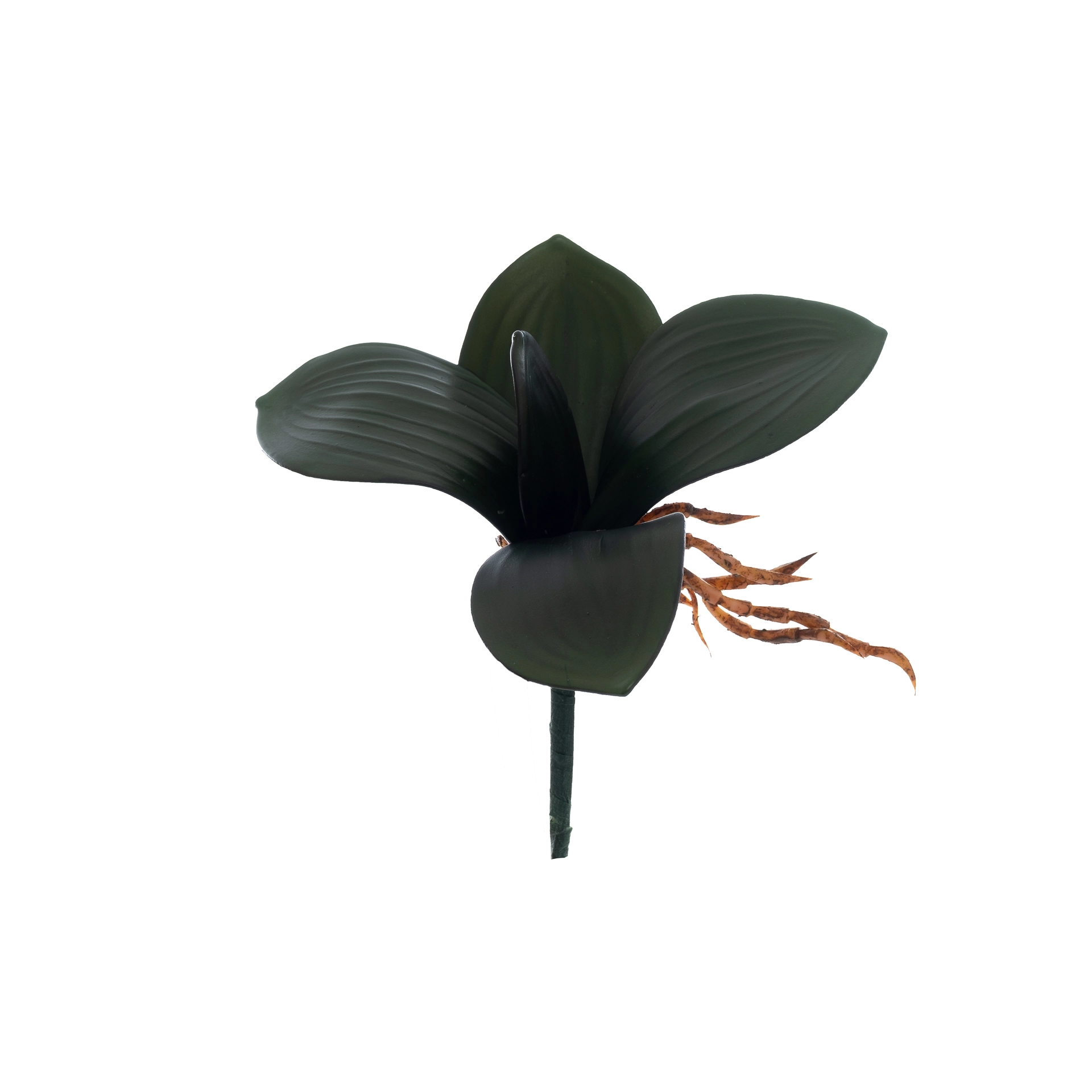 Folha Orquidea Raiz X7 31cm 650 Bela Flor
