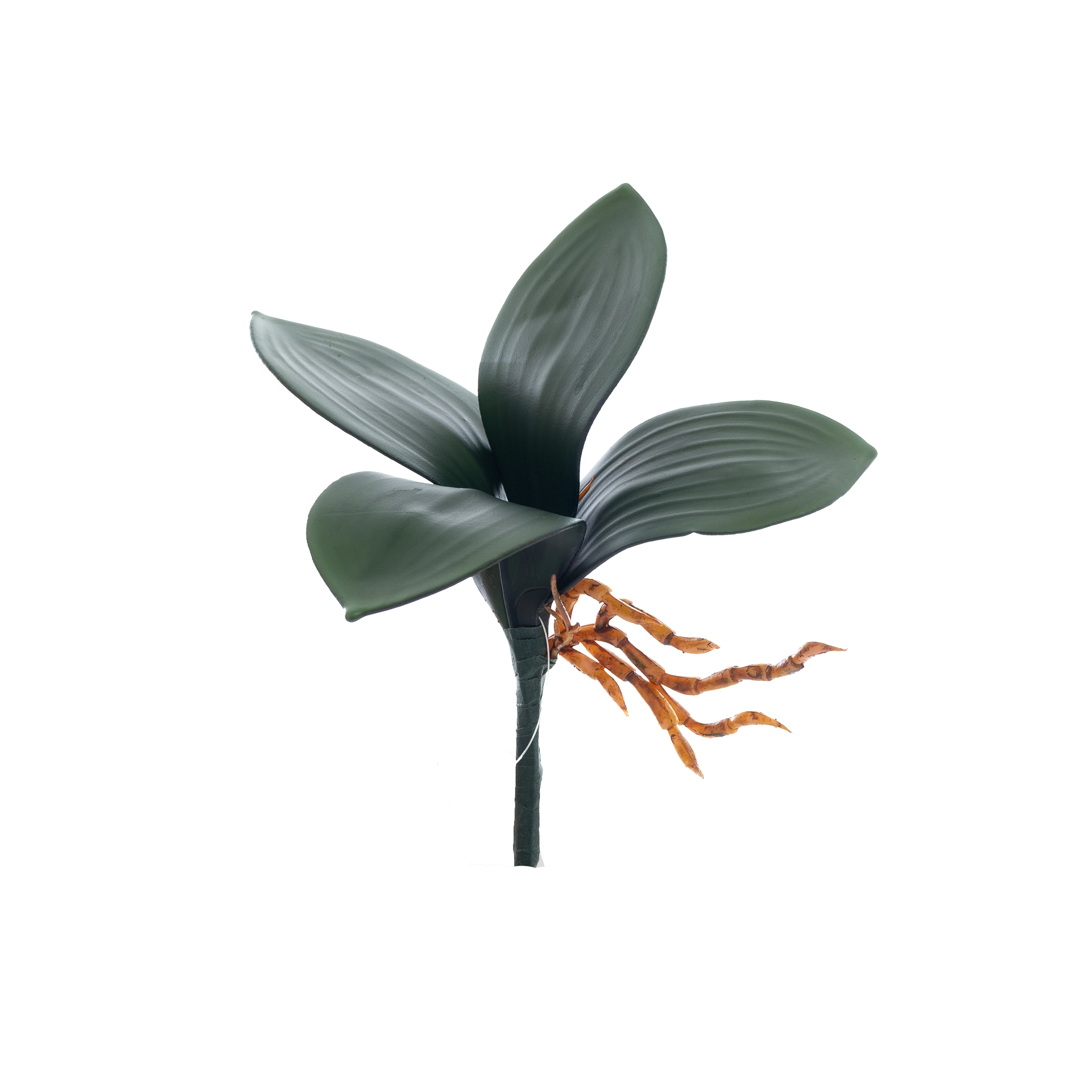 Folha Orquidea X4 646 Bela Flor