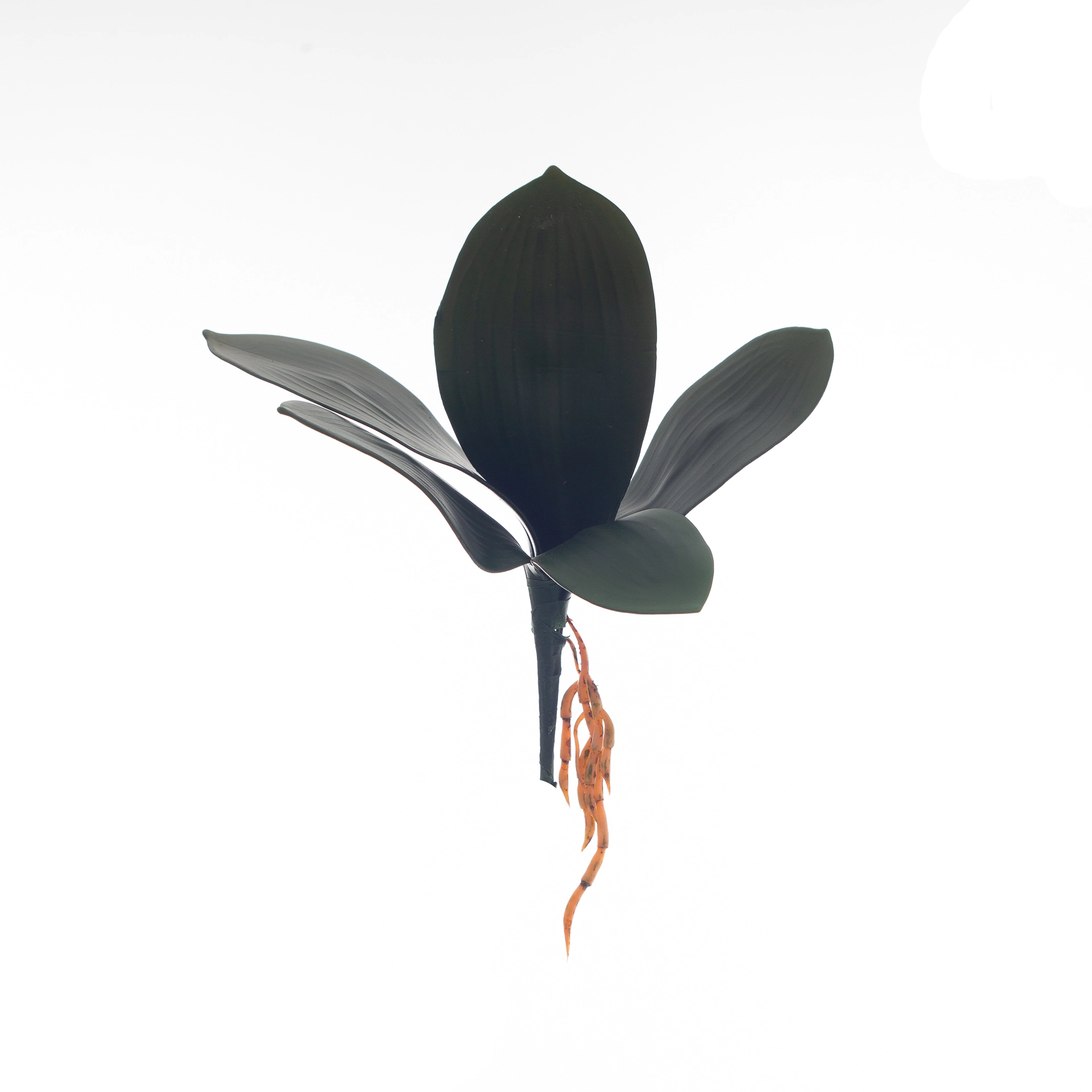Folha Orquidea X5 647 Bela Flor