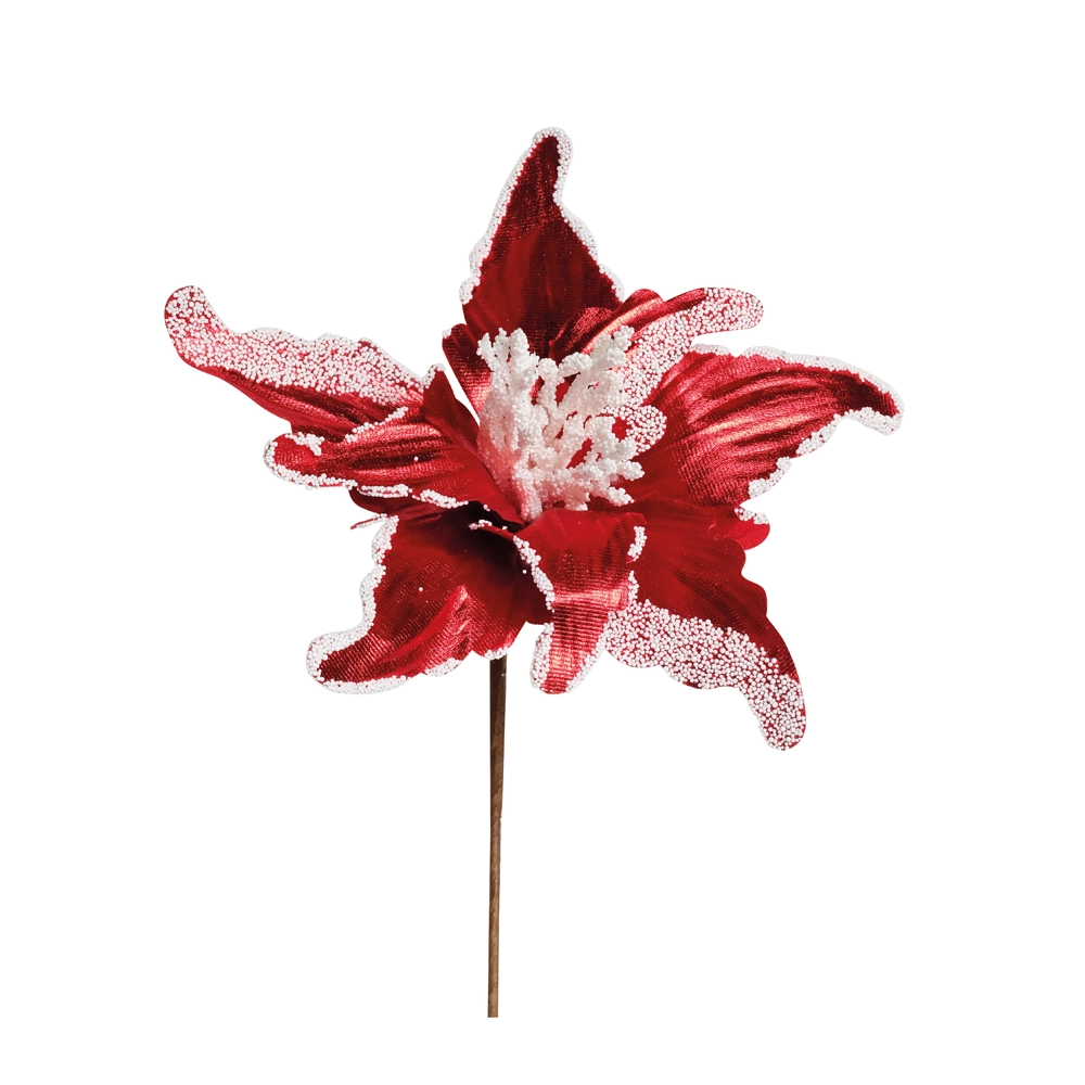 Poinsetia Vrm/bco Cod1920894