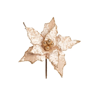 Poinsetia Nud Cod1920908