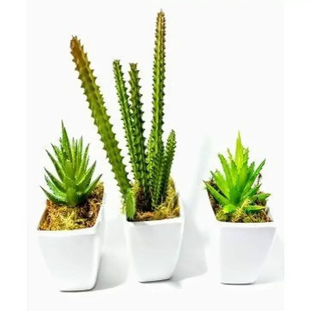 Vaso Plast C/ Suculentas
