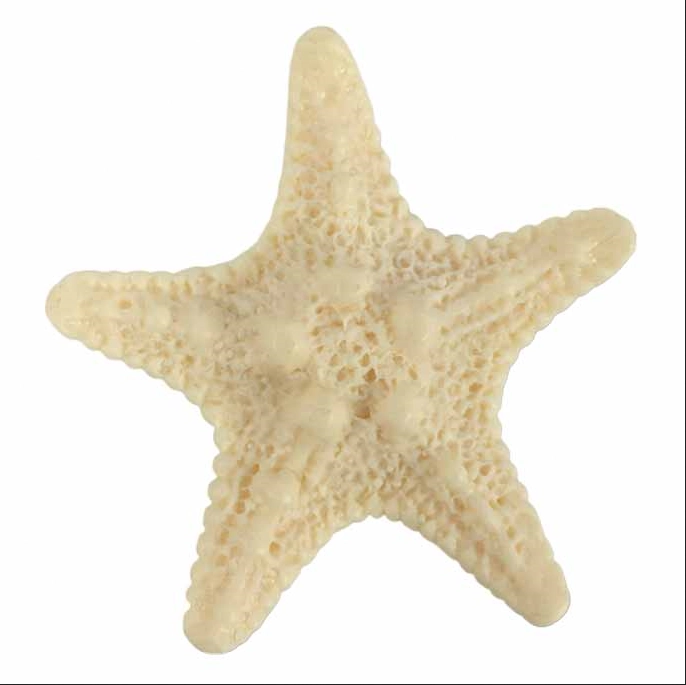Enfeite Estrela Do Mar Creme C/10 Ref.ac0167p