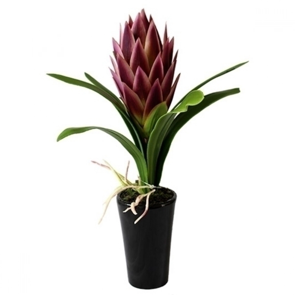 Planta Decorativa Craw 34cm Vaso Preto Yw0008