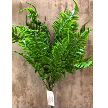 Buque Samambaia Dr 0020 Lily